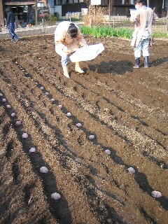 じゃがいもの植え付け