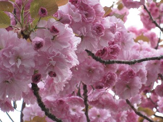 八重桜の花のアップ
