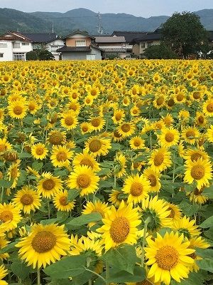 神鍋高原に3万本のヒマワリが・・・