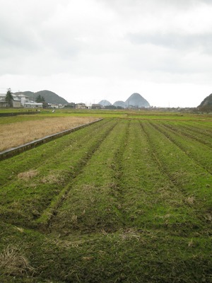 寒空と田んぼ