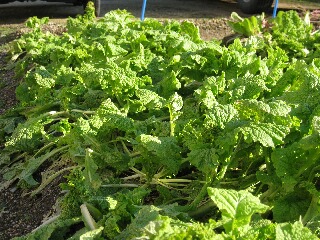 青々とした野菜