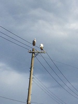 コウノトリのつがい