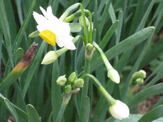 スイセンの花のアップ