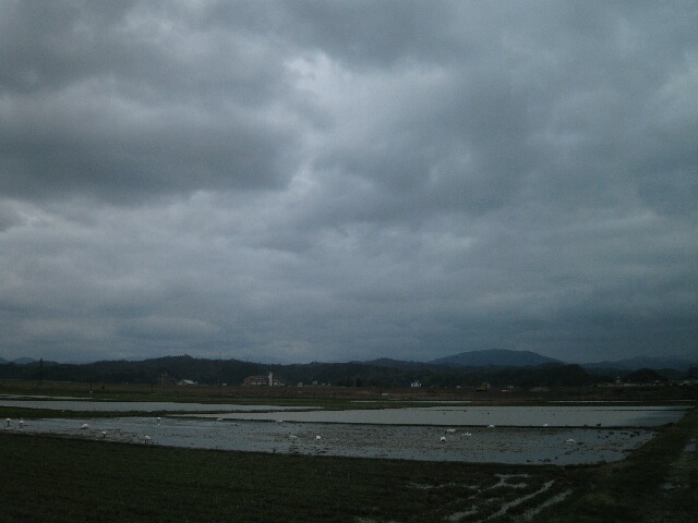 コハクチョウの群れと鉛色の空