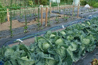 野菜は高いけど・・・