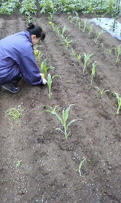 トウモロコシ植えてます