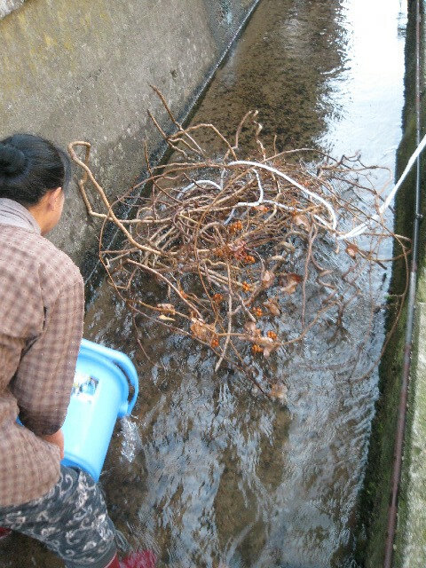 アケビの蔓を川に浸けて