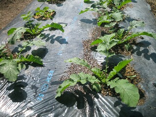 水で生き生きとした大根の苗