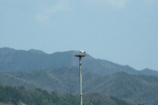 巣塔（豊岡市百合地）