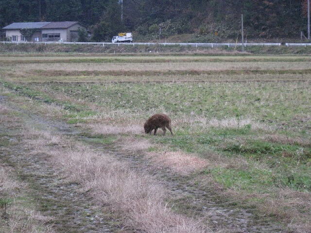 イノシシの子ども（ウリ坊）に出遭った！