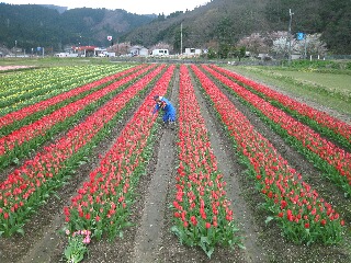 花を摘む農家