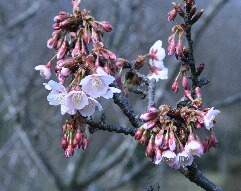 早咲きの桜