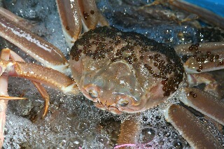 生きたカニは活きカニとしてセリに