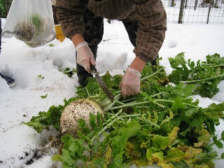 雪解けの畑で掘り出した丸ダイコン