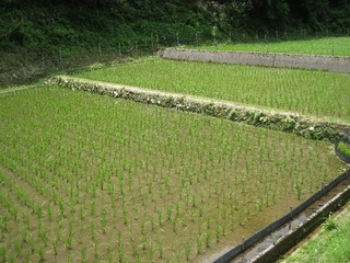 コンクリートの境界と石積みの違いは・・・