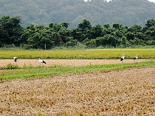 コウノトリさんの原風景