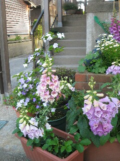 ほのぼの民宿「木船」の玄関では花々が出迎え