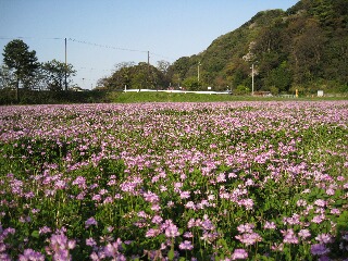 レンゲ畑