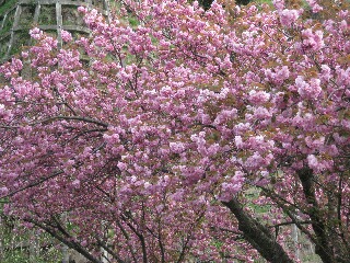 八重桜の木は10本ほどあります