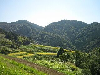 遠くからの棚田の秋