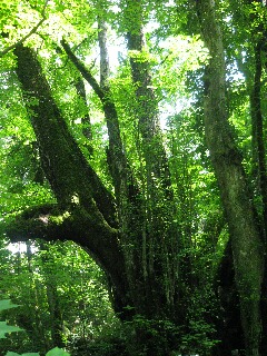 カツラの木（山側から）