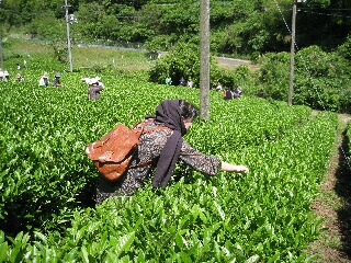 まず、茶摘み体験？の私。