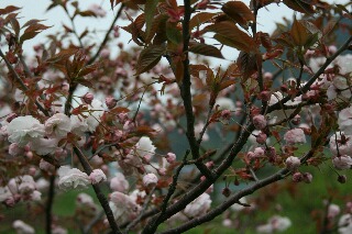 八重桜の花と蕾