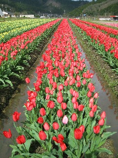 会場には１００万本の花が