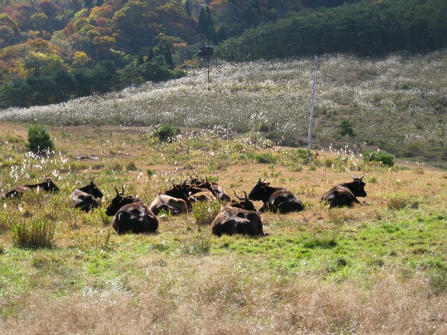 牛も寝そべっていて、のんびり・・・