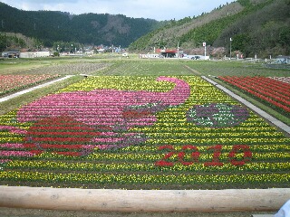 寒いけど畑仕事、おっちょこちょいも