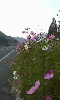 駐車帯のコスモス