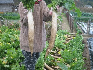 こんな立派なダイコンばかりだと・・・