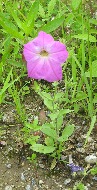 河原には野の花も