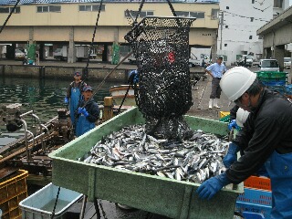 香住漁港で魚の水揚げ