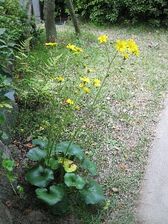 咲いていたツワブキの花