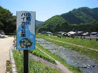 復活したバイカモ群生地