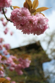 ほぼ満開の八重桜