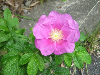 ハマナスの花