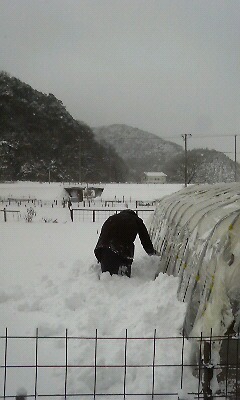 野菜のビニールハウスで雪落とし