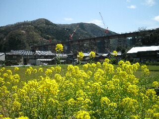 菜の花と架け替え工事中の餘部鉄橋