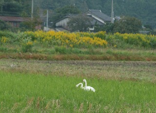 きょうもいた２羽