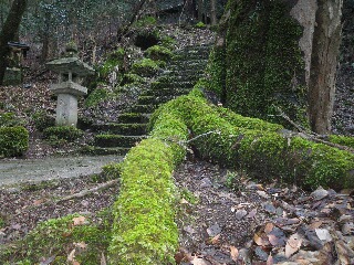 苔むす大木