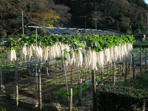 干したダイコンがずらり