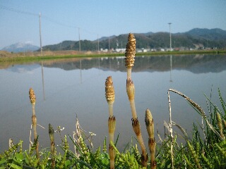 コウノトリさん、今年もヒナが・・・