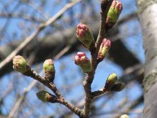 桜のつぼみ