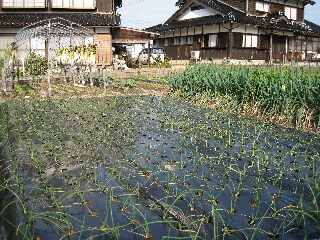 玉ネギの苗植えました