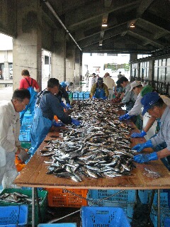 魚の選別作業