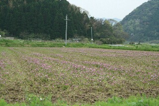 レンゲ畑全景