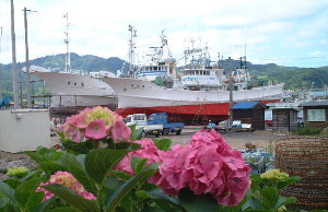 漁船の化粧直しと紫陽花
