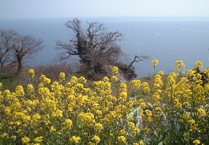 平家カブラの花